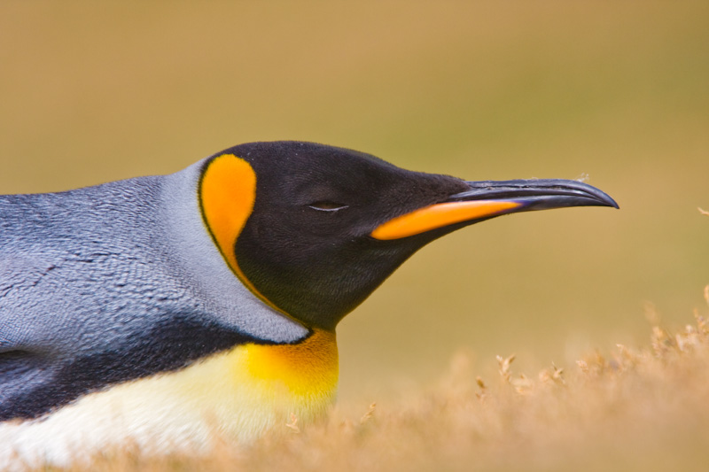 King Penguin